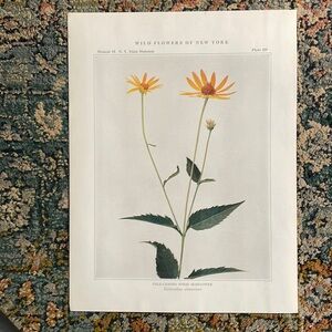 Antique Botanical Plant Print Original over 100 years old